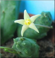 Piaranthus geminatus v  geminatus